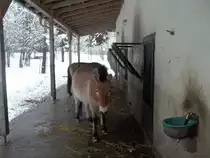 Am 24.01.2011 handelten die Przewalskipferde im Tierpark Chemnitz nach dem Motto  Montag ist Schontag!  und lie�en sich in aller Ruhe ablichten.