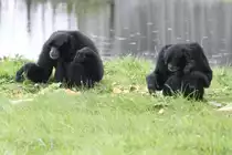 Siamang (Symphalangus syndactylus) am 2.10.2010 in der African Lion Safari in Cambridge,Ont.