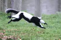 Schwarzwei�er Vari (Varecia variegata) in Action. 2.10.2010 in der African Lion Safari in Cambridge,Ont.

