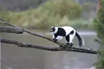 Schwarzwei�er Vari (Varecia variegata) am 2.10.2010 in der African Lion Safari in Cambridge,Ont.