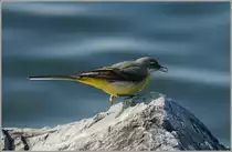 Normalerweise fliegt er blitzschnell und ist nur schwer vor die Kamera zu bekommen. Eine Schafstelze beim Mittagessen. 
(24.01.2011)