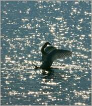 Im Rampenlicht...
(24.01.2011)