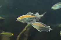 M�nnlicher Kongosalmler (Phenacogrammus interruptus) am 26.6.2010 im Leipziger Zoo.