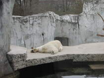 Ein Eisbr in Karlsruher Zoo der wie ein Teppichvorleger dort liegt am 02.04.09
