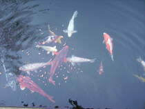 Ein paar Kois in Heidelberger Zoo am 22.01.11