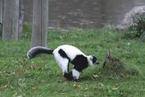 Springender Schwarzweier Vari (Varecia variegata) am 2.10.2010 in der African Lion Safari in Cambridge,Ont. 