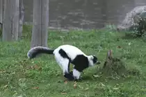 Springender Schwarzwei�er Vari (Varecia variegata) am 2.10.2010 in der African Lion Safari in Cambridge,Ont. 
