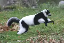 Springender Schwarzwei�er Vari (Varecia variegata) am 2.10.2010 in der African Lion Safari in Cambridge,Ont.