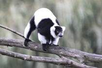 Schwarzweier Vari (Varecia variegata) mit einem Katzenbuckel. African Lion Safari in Cambridge,Ont am 2.10.2010. 
