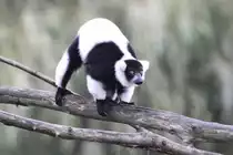 Schwarzwei�er Vari (Varecia variegata) mit einem Katzenbuckel. African Lion Safari in Cambridge,Ont am 2.10.2010. 