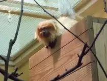 Das Goldene L�wen�ffchen des Tierparks in Chemnitz saust normalerweise in einen nicht einsehbaren Winkel wenn es eine Kamera sieht aber am 25.01.2011 war es etwas zu langsam.