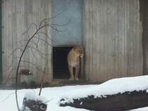 Die Angolalwin Kimba traute sich am 25.01.2011 zum ersten mal im neuen jahr aus ihrere Behausung im Chemnitzer Tierpark. Auf Grund des Schneesvor ihrer Tr endete ihr Ausflug nachdem ihre Vorderpfoten die Schwelle berschritten hatten. Ihr Partner Malik war auch nicht mutiger.