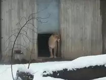 Die Angolalöwin Kimba traute sich am 25.01.2011 zum ersten mal im neuen jahr aus ihrere Behausung im Chemnitzer Tierpark. Auf Grund des Schneesvor ihrer Tür endete ihr Ausflug nachdem ihre Vorderpfoten die Schwelle überschritten hatten. Ihr Partner Malik war auch nicht mutiger.