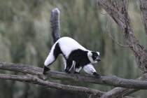 Schwarzweier Vari (Varecia variegata) am 2.10.2010 in der African Lion Safari in Cambridge,Ont.