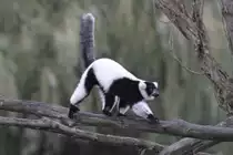 Schwarzwei�er Vari (Varecia variegata) am 2.10.2010 in der African Lion Safari in Cambridge,Ont.