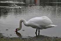 Schwan, beim trinken, auf dem Silber See in Hannover. Foto vom 23.01.2011.