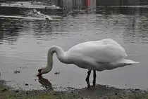 Schwan, beim trinken, auf dem Silber See in Hannover. Foto vom 23.01.2011.