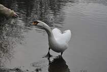 Schwan lsst sich fttern,  auf dem Silber See in Hannover. Foto vom 23.01.2011.
