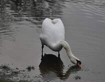 Schwan beim fressen,  auf dem Silber See in Hannover. Foto vom 23.01.2011.