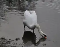Schwan beim fressen,  auf dem Silber See in Hannover. Foto vom 23.01.2011.