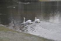 Schwanen Paar, auf dem Silber See in Hannover. Foto vom 23.01.2011.