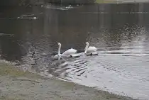 Schwanen Paar, auf dem Silber See in Hannover. Foto vom 23.01.2011.