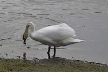 Schwan, beim fressen, auf dem Silber See in Hannover. Foto vom 23.01.2011.