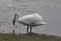 Schwan, beim fressen, auf dem Silber See in Hannover. Foto vom 23.01.2011.