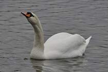 Stolzer Schwan, auf dem Silber See in Hannover. Foto vom 23.01.2011.