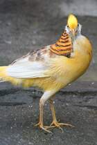 Gelber Goldfasan (Chrysolophus pictus) am 2.10.2010 in der African Lion Safari in Cambridge,Ont.