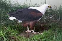 Schreiseeadler (Haliaeetus vocifer) am 2.10.2010 in der African Lion Safari in Cambridge,Ont.

