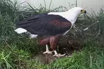 Schreiseeadler (Haliaeetus vocifer) am 2.10.2010 in der African Lion Safari in Cambridge,Ont.

