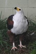 Schreiseeadler (Haliaeetus vocifer) am 2.10.2010 in der African Lion Safari in Cambridge,Ont.