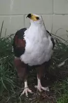Schreiseeadler (Haliaeetus vocifer) am 2.10.2010 in der African Lion Safari in Cambridge,Ont.