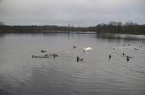 Ein Schwan und viele Enten, auf dem Silber See in Hannover. Foto vom 23.01.2011.