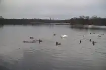 Ein Schwan und viele Enten, auf dem Silber See in Hannover. Foto vom 23.01.2011.