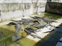 Am 03.10.2006 in einer Krokodilfarm in Bangkok