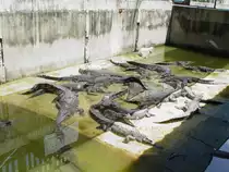 Am 03.10.2006 in einer Krokodilfarm in Bangkok