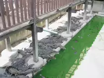 Am 03.10.2006 in einer Krokodilfarm in Bangkok