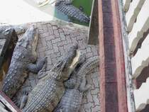 Am 03.10.2006 in einer Krokodilfarm in Bangkok