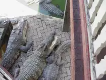 Am 03.10.2006 in einer Krokodilfarm in Bangkok