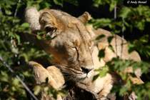 Ein Nickerchen in Ehren,..... Indische Lwin