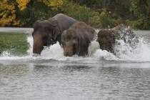 Noch will jeder der ertse sein. African Lion Safari in Cambridge,Ont am 2.10.2010.

