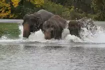 Noch will jeder der ertse sein. African Lion Safari in Cambridge,Ont am 2.10.2010.

