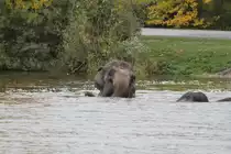 Hilfe! Jetzt wird es tief. African Lion Safari in Cambridge,Ont am 2.10.2010.

