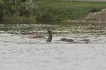 Elefant beim Schnorcheln. African Lion Safari in Cambridge,Ont am 2.10.2010.