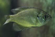 Pfauenaugensonnenbarsch (Centrarchus macropterus) am 26.6.2010 im Leipziger Zoo. 


