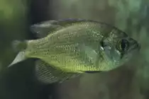 Pfauenaugensonnenbarsch (Centrarchus macropterus) am 26.6.2010 im Leipziger Zoo. 

