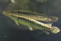 Gefleckter Knochenhecht (Lepisosteus oculatus) am 26.6.2010 im Leipziger Zoo.

