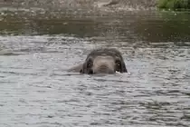 Schnell wieder ans Ufer. African Lion Safari in Cambridge,Ont am 2.10.2010.